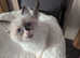 Beautiful ragdoll females