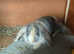 Beautiful lop 8 weeks