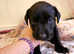 Labrador puppy's for sale