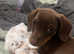 8 week old male dachshund puppy