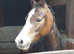 Welsh b mare 5yrs 12.2