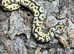 Spotnose Clown Royal Python at Birmingham Reptiles