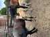 Dun p/b NF foals available at weaning