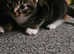3 kittens Looking for their forever home