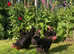Point of lay fully vaccinated point of lay pullets