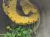 Biak Green Tree Python at Birmingham Reptiles