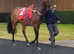 Purebred Arabian Gelding