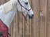 Registered Connemara mare 14'2