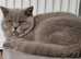 Lilac male British shorthair