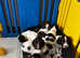 Kc registered English springer spaniel pups