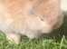 Mini lops