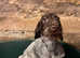 Lovely young pointer bitch
