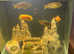 Variety of 6 Cichlids with or without tank for sale