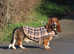 Tri Basset Boy FOR STUD ONLY! Health clear, 100% Motility!