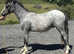 Smart A colt