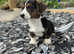 LAST BOY Cardigan Welsh Corgi Pup