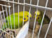 Pair of young budgies male and female