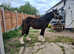 Lovely 6 month old cob colt