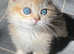 GCCF registered British Shorthair Blue Eyes Dominant Chocolate And Black Golden Kittens