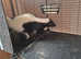 Male 6 month old skunk