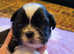 Kc reg shih tzu puppies