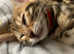 For sale beautiful pedigree bengal