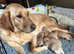 Labradors Raised Right