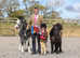 Beautiful welsh A gelding HOYS quality