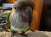 Senegal parrot tame
