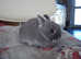 NETHERLAND DWARF PURE BREED YOUNG BABY RABBITS