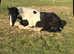 Cob x TB 3yr old Coloured Mare 14.2h * price reduced *