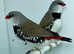 Pair of Diamond Firetail Finches For Sale
