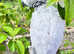 Henri Reaared African grey Parrot