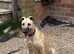 Lurcher pup