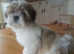 Lhasa apso puppies