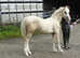 Welsh Section D palomino colt