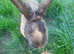 2 Beautiful rabbits for sale