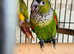 Baby Conure Talking Parrot