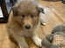 KC Registered Sable and White Rough Collie puppies available