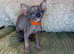 Five Sphynx Kittens For Sale