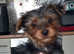 yorkie puppy 10 weeks