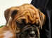 Gorgeous Litter of 9 KC Registered Boxer Puppies