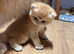 GCCF Registered Chocolate Golden Dominant of Blue Eyes Kittens