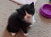 Mixed breed kittens and mother looking for homes