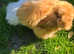 Silkie bantam  hens available  2