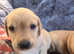 Labrador puppies for sale