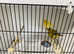 Fife canaries for sale