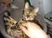 Predigree Bengal kittens sprayed