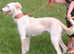 Salukis top quality blood line pups