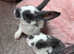 Gorgeous velvet mini rex boys